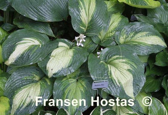 Hosta Hudson Bay